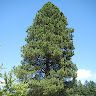Highland Trees