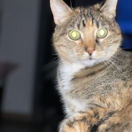 Eueva