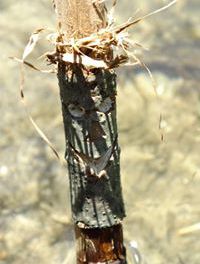 Schwinges Der Dritte