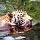 mdtiger