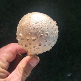 ninobur