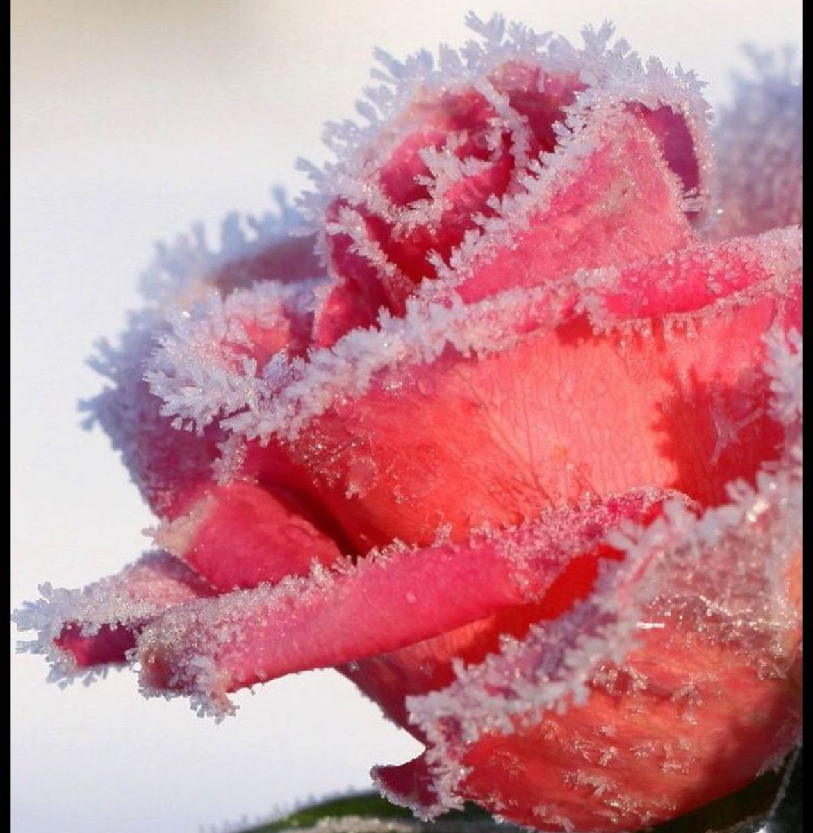 Frosty Rose