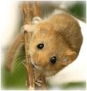 haselmaus