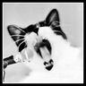 Tobi Tom