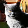CrackerCat