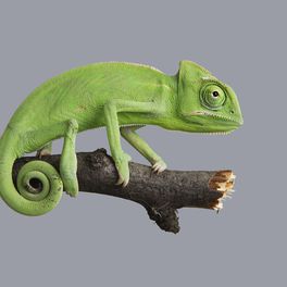 chameleon_avro