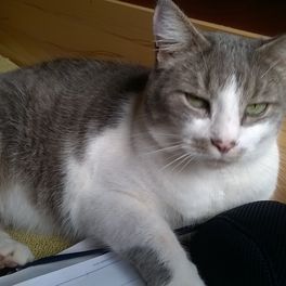 Raimund