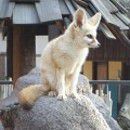 catfox