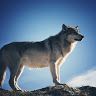 Wolf Ese