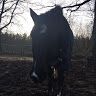 My Horselife