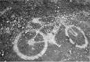 fixedgear