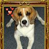 Robie The Beagel