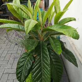 spaßritter