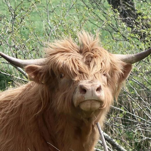 Michael Augustine Nolan