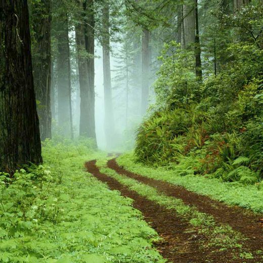 Stephan Lautenschlager