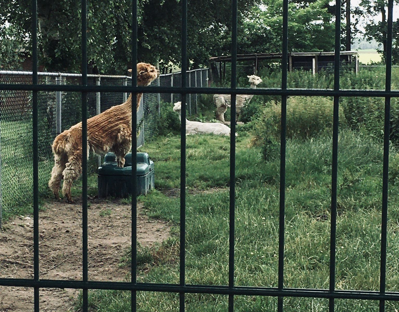 Dorothe Grooten-Wendt