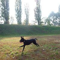 PZsolt