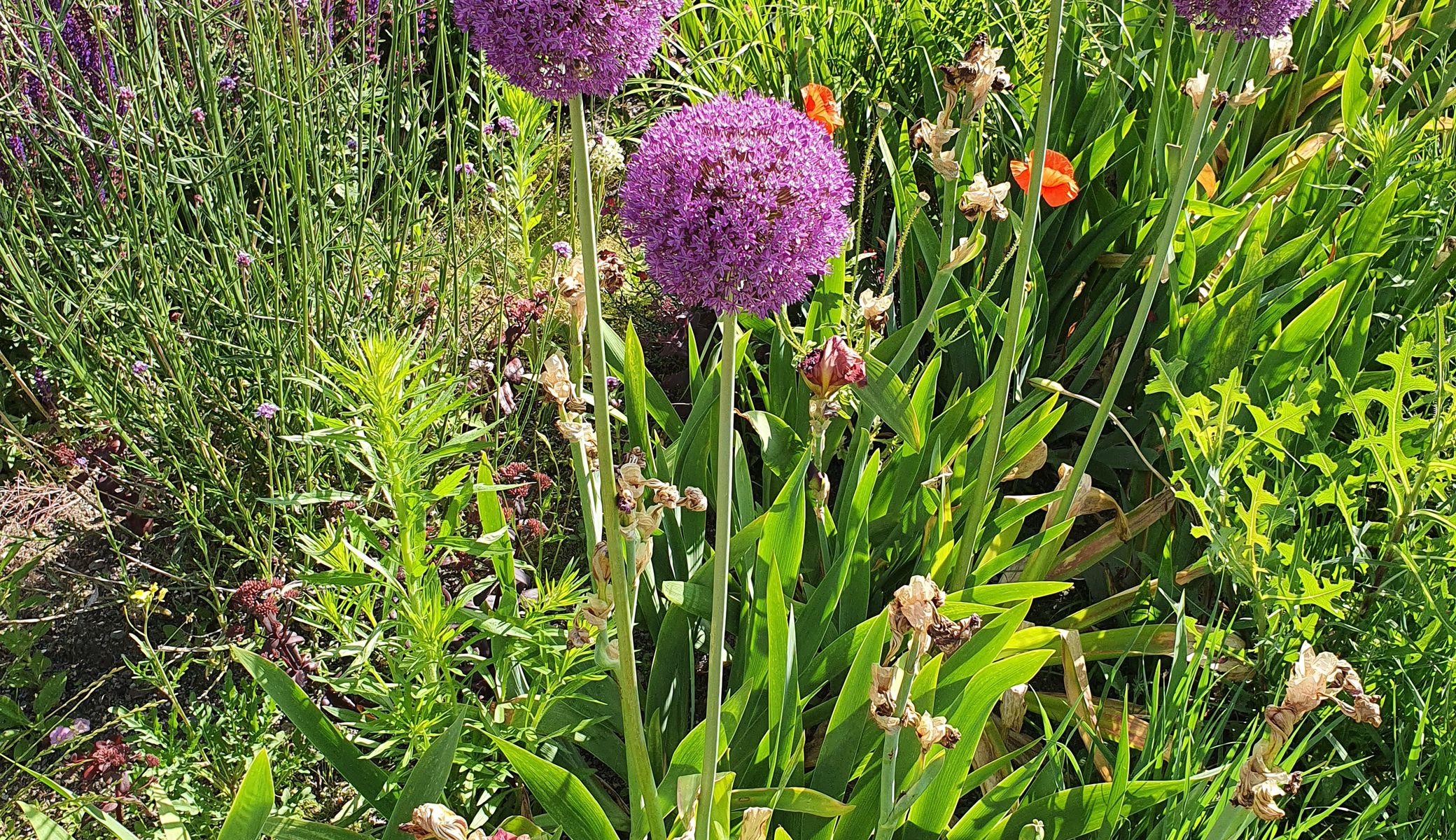 Friedrich Habermeier