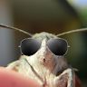 Macroglossum stellatarum