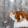 Александр Панчук