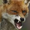 Fox Hound