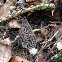 Fränzi Kallen- Fürst