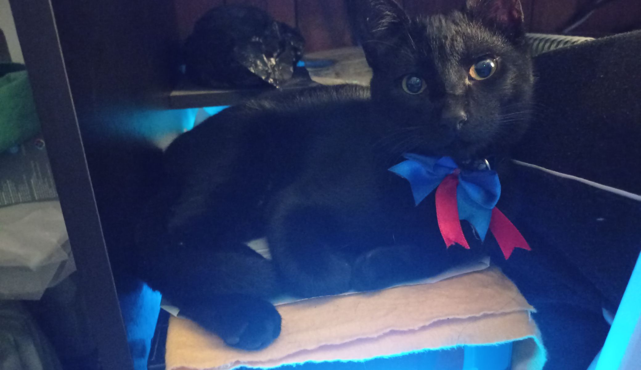 Alexander Aguilar Arizola