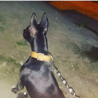 O Pretin Da Toic
