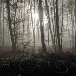 intothewoods