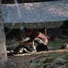 Marcin Bushcraftowy