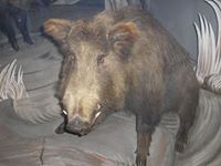 Wolfgang Laugerluf