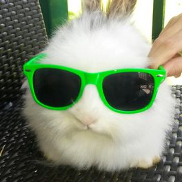 Hase Hopel