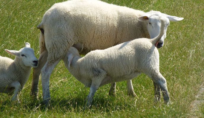 Schleswig-Holstein