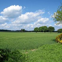 Wildeshausener Geest