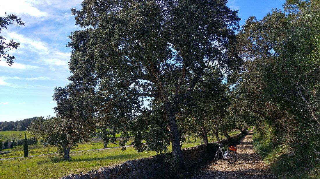 Vilafranca de Bonany, Mallorca