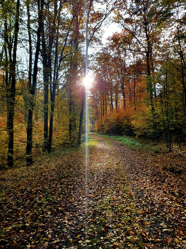 Nad rzeką Main