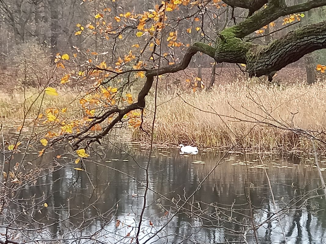 Wenecka 6F, Jelcz-Laskowice do Krucza 3, Jelcz-Laskowice