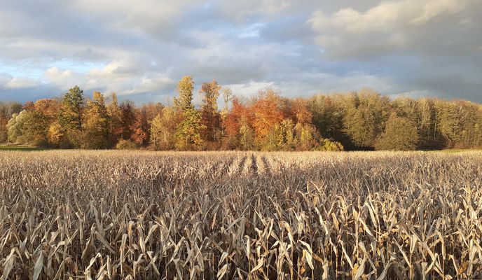 Photo 1 de l’itinéraire Bikemap « Ravensburg - Kressbronn - Runde »