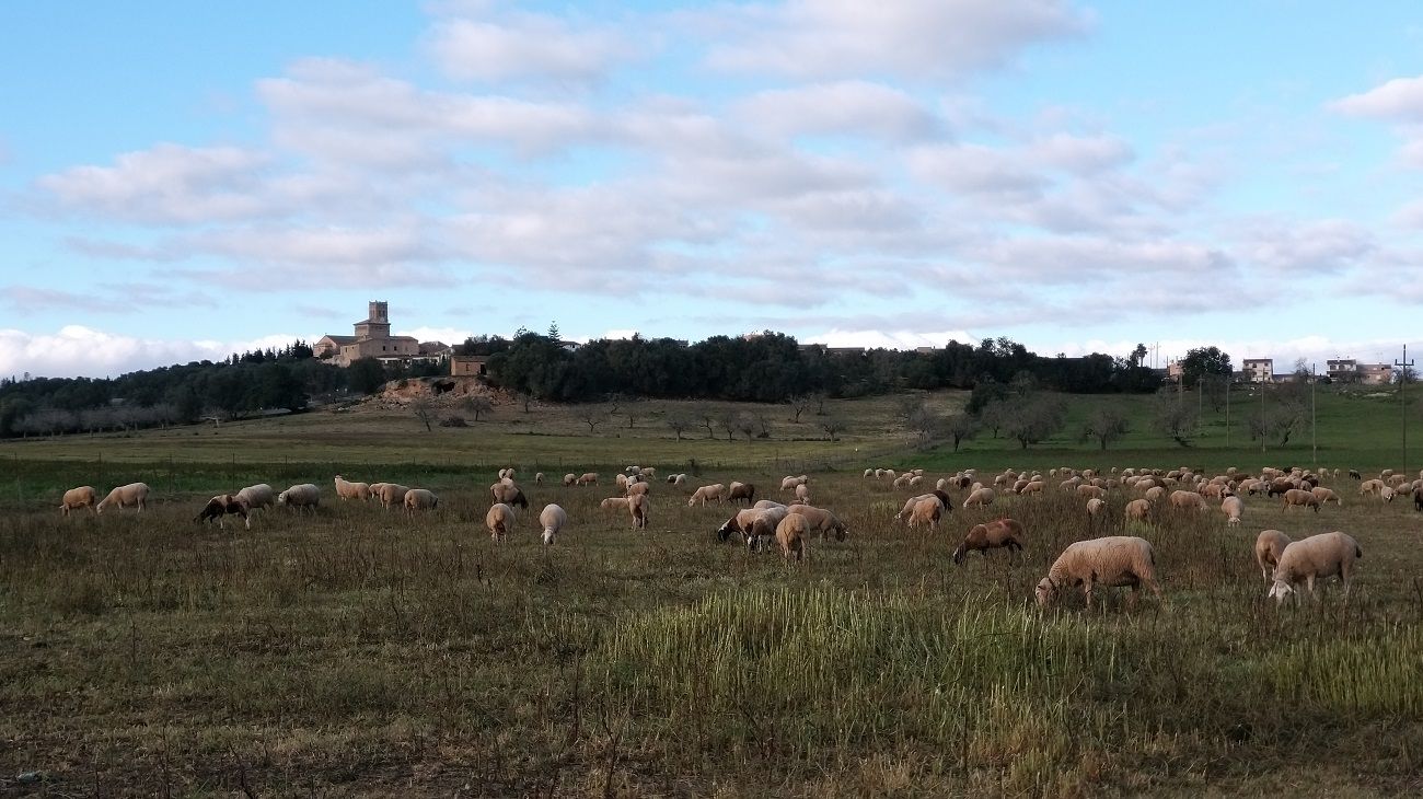 Mallorca a peu: pous i molins d'Ariany