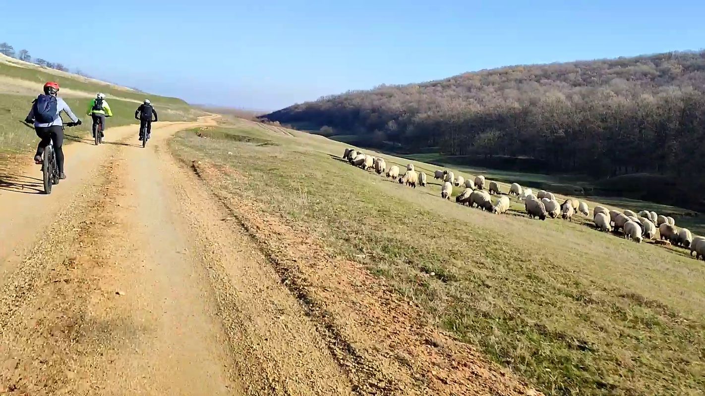 Pădurea Bucovăț - Pădurea Măturici - Palilula - Valea Ulmului