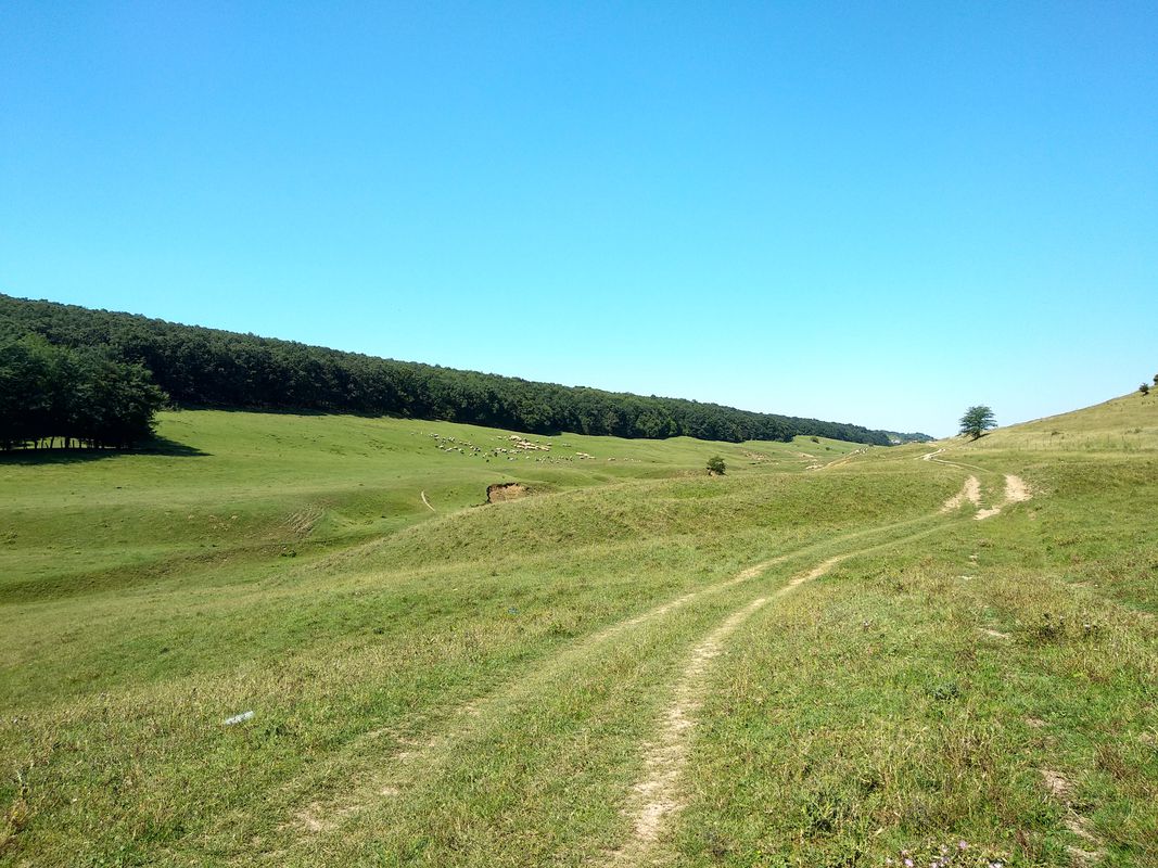 Pădurea Bucovăț - Pădurea Măturici - Palilula - Valea Ulmului