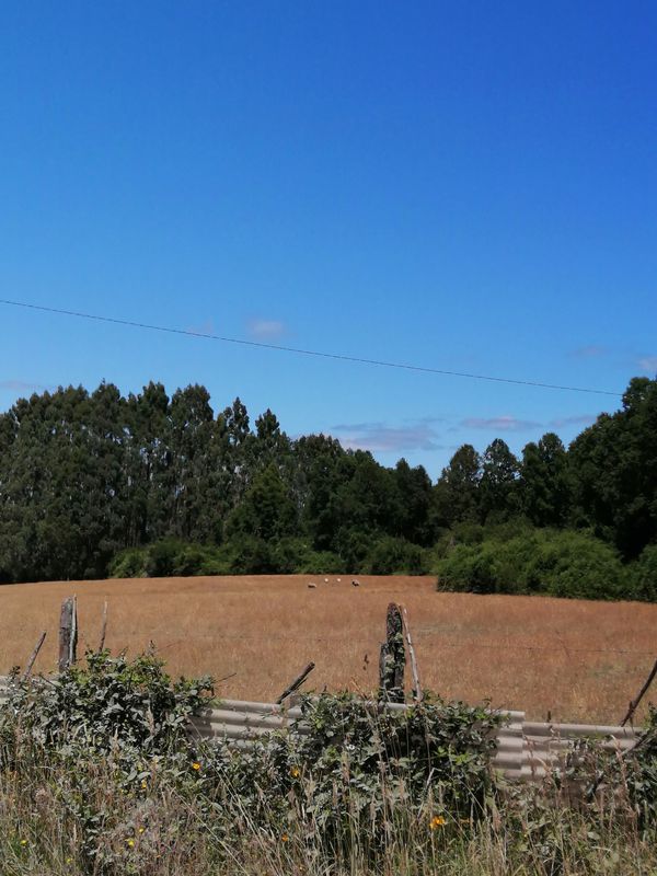 De Terminal L20P, Valdivia a T-301, Valdivia