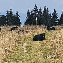 Zdjęcie 8 trasy Bikemap „RK - Smrekovica - RK” Zdjęcie 8 trasy Bikemap „RK - Smrekovica - RK”