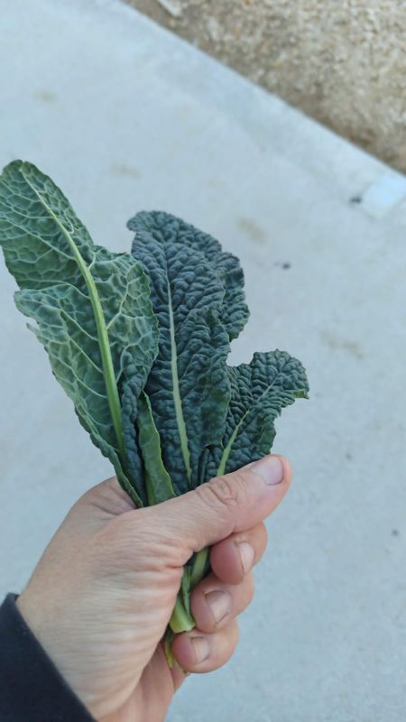 Furto di cavolo nero