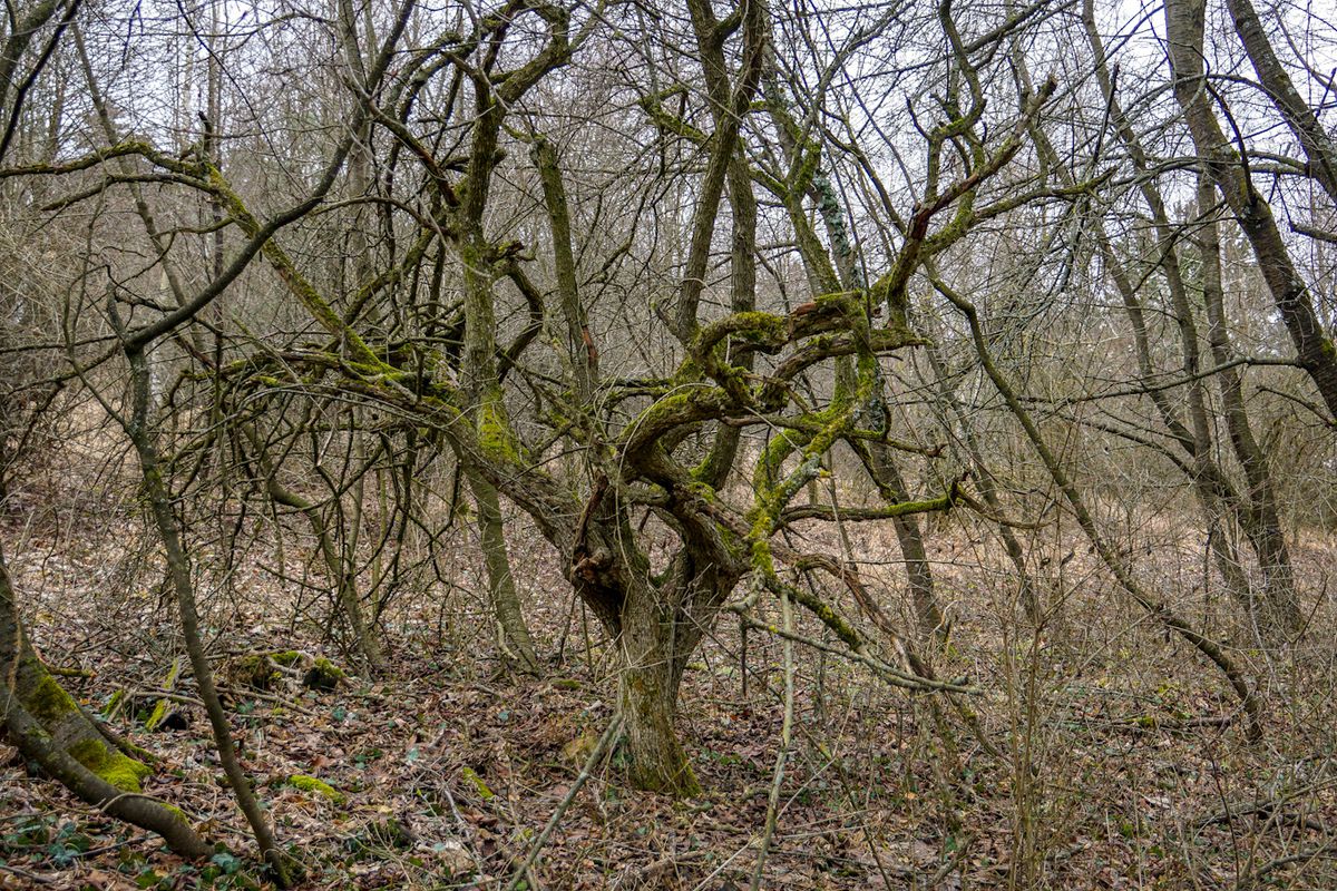 Gehen_Niederleis/Buschberg
