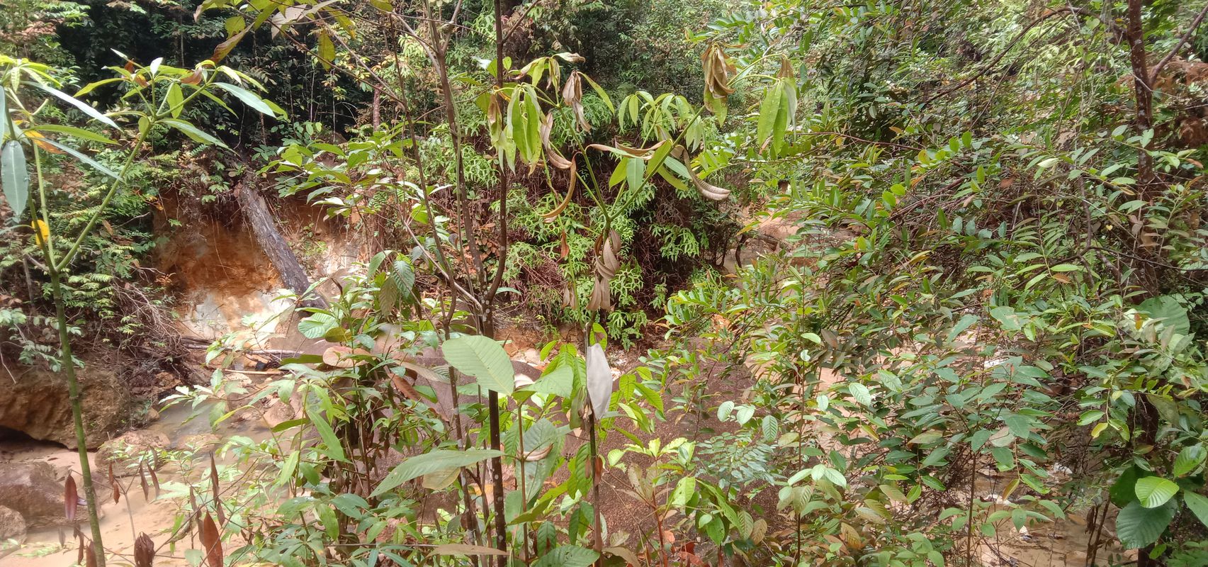 Jalan Cempaka, Pekan Nanas to Gunung Pulai Recreational Forest, Pekan Nanas