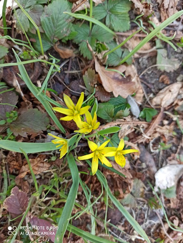 Kopčany - Mikulčice-Lužný Les
