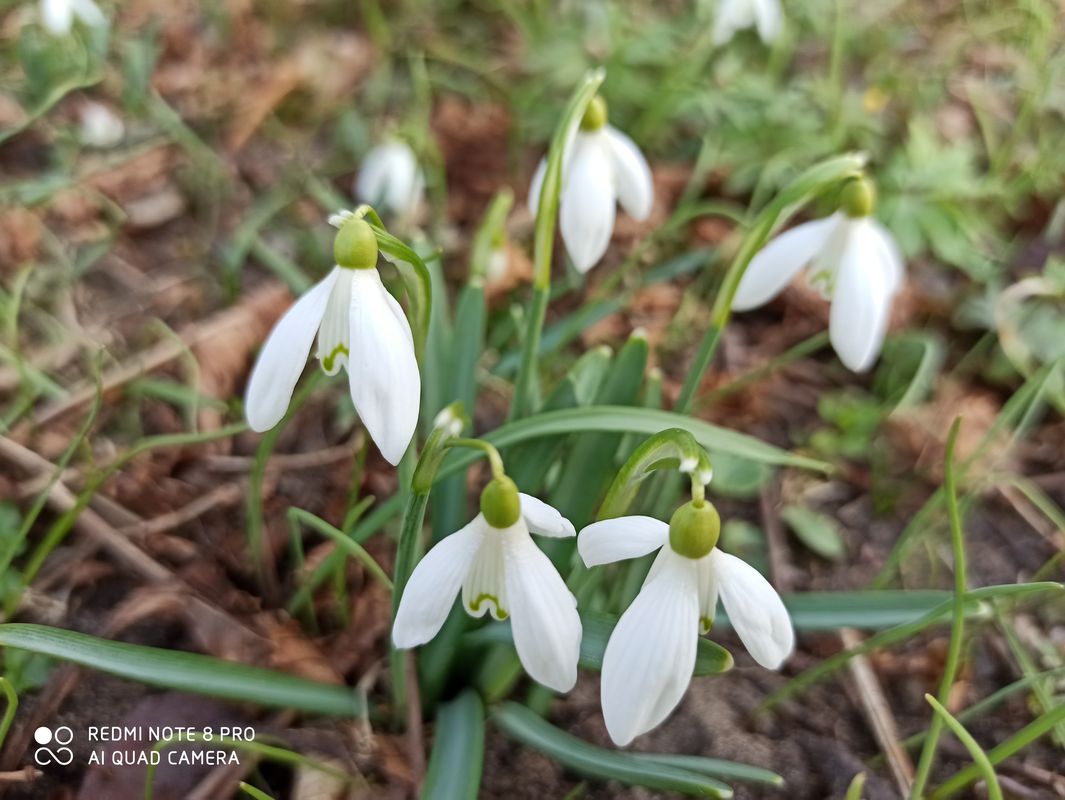 Kopčany - Mikulčice-Lužný Les