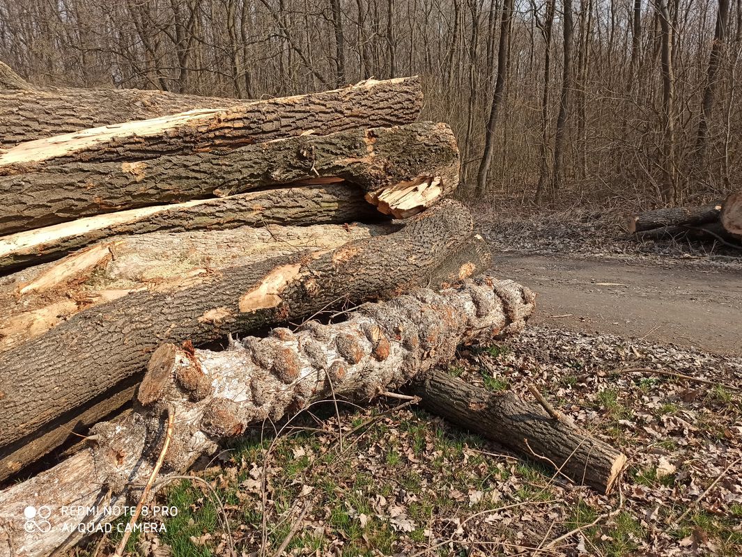 Kopčany - Mikulčice-Lužný Les
