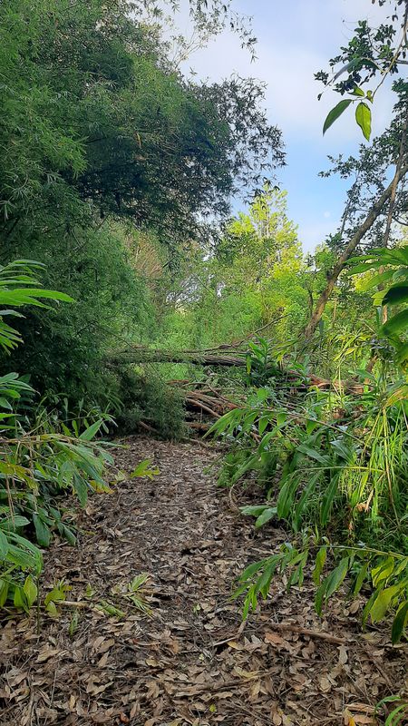 De Route sans nom, Vacoas-Phœnix à Route sans nom, Vacoas-Phœnix